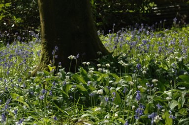 Purple and white flowers next to tree trunk