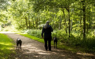 Dog walker on a forest track