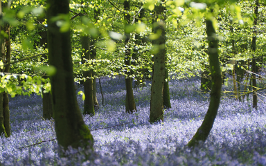 Bluebells in the forest 